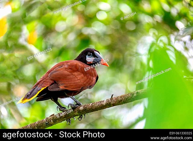 Bird Montezuma Oropendola (Psarocolius montezuma) perched on a tree branch. La Fortuna, Volcano Arenal, Wildlife and birdwatching in Costa Rica