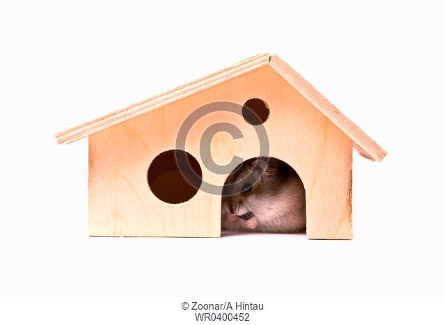Dwarf hamster in house, studio shot, isolated on white