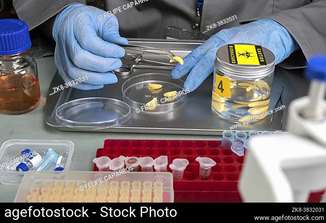 Forensic scientist analyses larvae from a cadaver in a murder case in crime lab, conceptual image