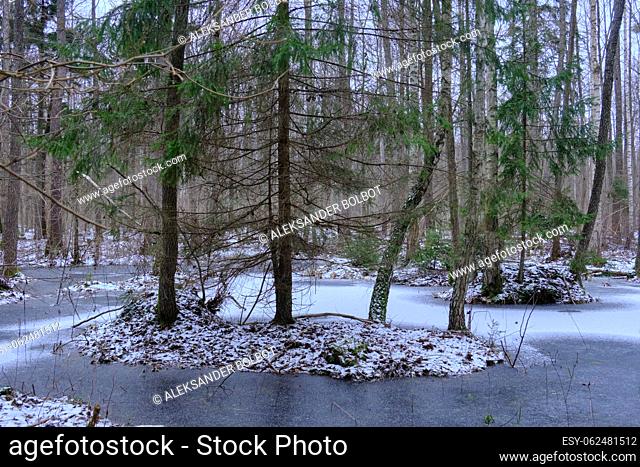 First snow in forest landscape with frozen water and supruces, Bialowieza Forest, Poland, Europe