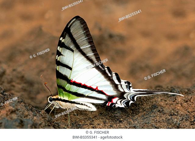Bates' Swordtail (Protesilaus glaucolaus), mud-puddling on the ground, Peru, Madre De Dios, Tambopata Nature Reserve