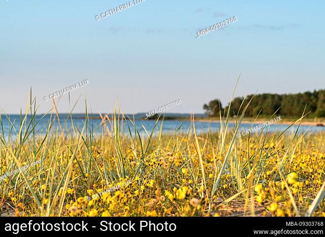 Estonia, Baltic Sea coast, dune landscape, grass, flowers, wildflowers