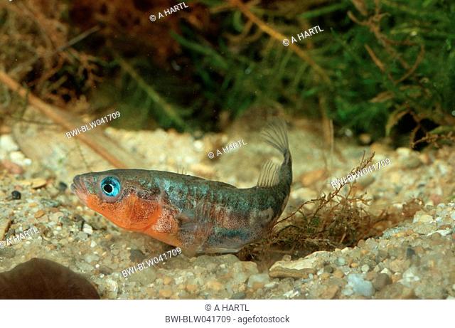 three-spined stickleback Gasterosteus aculeatus, male during nest-building, Germany, Bavaria