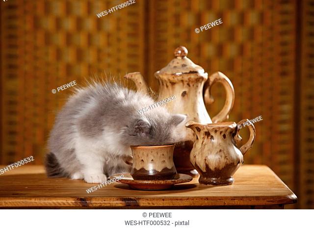 British Longhair kitten sitting on wooden table drinking out of a cup