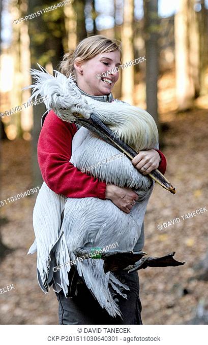 Pelicans living on the water are captured due to moving to the winter quarters in the zoo in Dvur Kralove nad Labem, Czech Republic, November 3, 2015