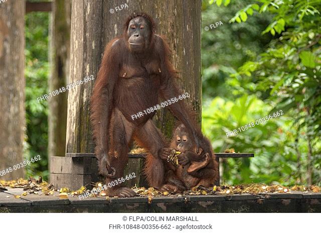 Bornean Orang-utan Pongo pygmaeus adult female with baby, on feeding platform, Sepilok Rehabilitation Centre, Sabah, Borneo, Malaysia