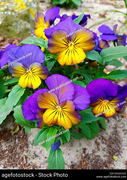 Horn-Veilchen, Viola cornuta sind Fruehblueher in vielen schoenen Farben. Horned violets, viola cornuta are early bloomers in many beautiful colors