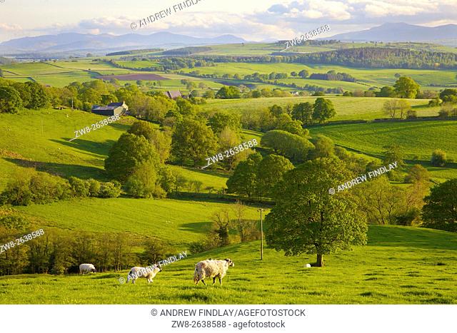 Eden Valley. Sheep grazing. Rural evening scene. Ainstable, Cumbria, England, United Kingdom