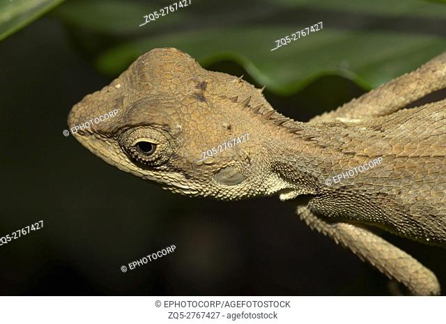 Lizard probably Calotes ellioti. DORSAL CLOSE UP. Locality: Kodagu (Coorg) Karnataka, INDIA