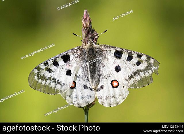 Mountain Apollo - Butterfly on a flower - Hohe Tauern National Park, Austria
