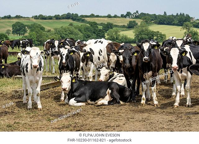 Domestic Cattle, dairy heifers with beef heifers and steers, mixed youngstock herd in pasture, Frome, Somerset, England, July
