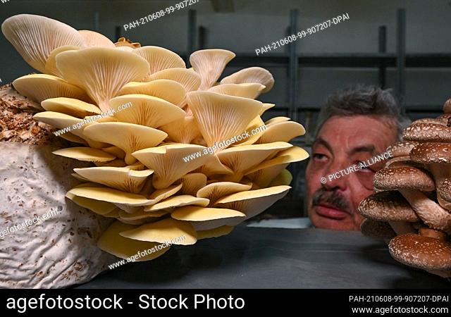08 June 2021, Brandenburg, Mellensee: Wolfgang Piesker, a mushroom grower, looks at mushrooms of the varieties lime verbena (l) and shiitake in a ripening room