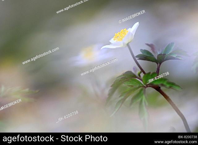 Wood anemone (Anemone nemorosa), Ranunculaceae, flower, forest floor, forest, spring, Krauchenwies, Upper Danube nature Park, Baden-Württemberg, Germany, Europe