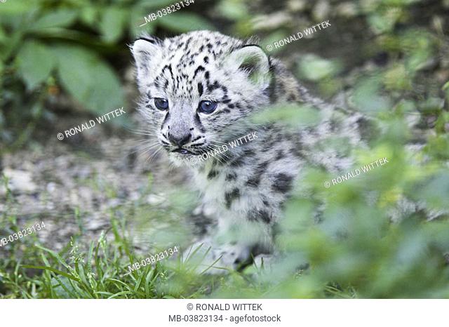 Zoo, snow leopard, Unica unica, Young, expedition,   Series, , wildlife, animal, wild animal, mammal, carnivore, predatory cat, Irbis, young, 1 months old