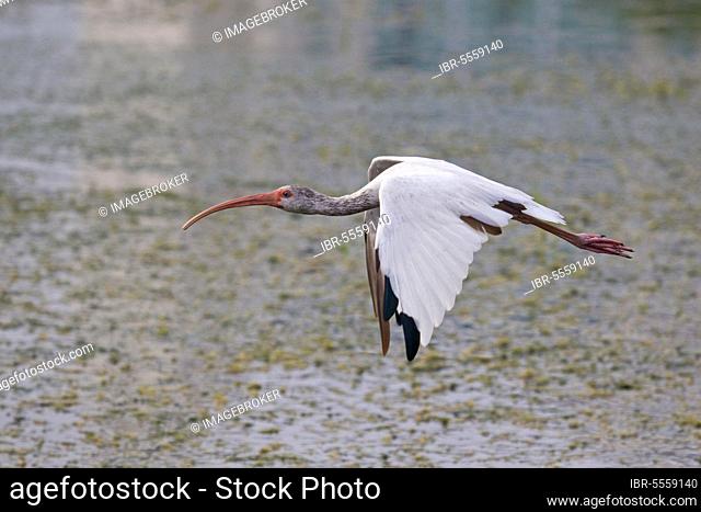American white american white ibis (Eudocimus albus) immature, in flight over water, utricularia ochroleuca (U.) (U.) S. A