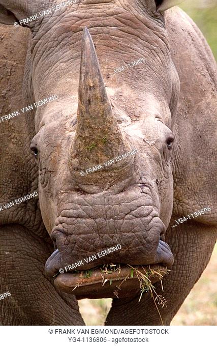 White Rhinoceros  Ceratotherium Simum  Face and mouth detail  May, Winter 2009  Ndumo Game Reserve, Kwazulu-Natal, South Africa