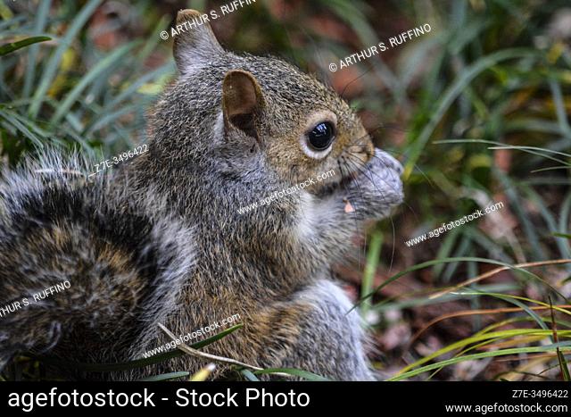Enjoying a quiet meal among the mondo grass. Eastern gray squirrel (Sciurus carolinensis). Side view. Florida, U. S. A. , North America