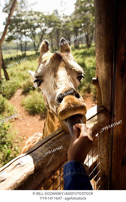 Close-up of Child Feeding Giraffe - Giraffe Centre - Nairobi, Kenya