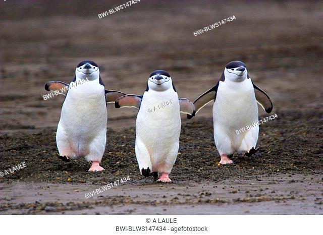bearded penguin, chinstrap penguin Pygoscelis antarctica, three individuals walking, Antarctica, Deception Island