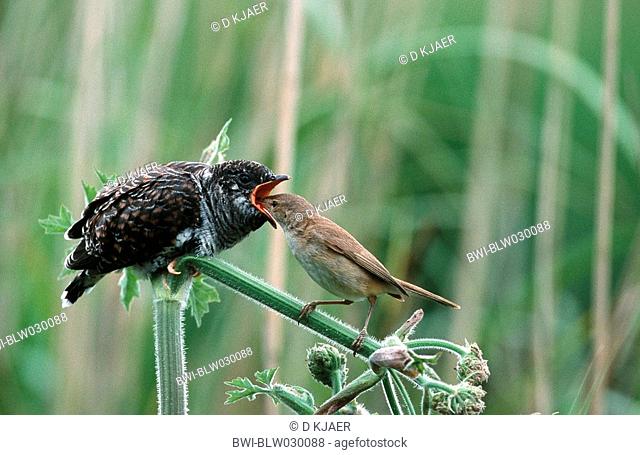 cuckoo with reed warbler Acrocephalus scirpaceus, Cucullus canorus, feeding, United Kingdom, England