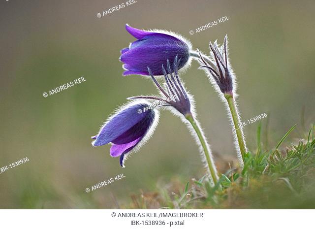 Common Pasque Flower (Pulsatilla vulgaris, Anemone pulsatilla L.), Gillesbachtal, Kalkeifel, Eifel, North Rhine-Westphalia, Germany, Europa
