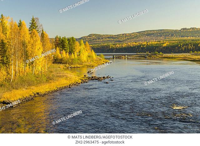 View over Storforsen with yellow birch trees, bridge crossing the river, Storforsen, Älvsbyn county, Norrbotten Sweden