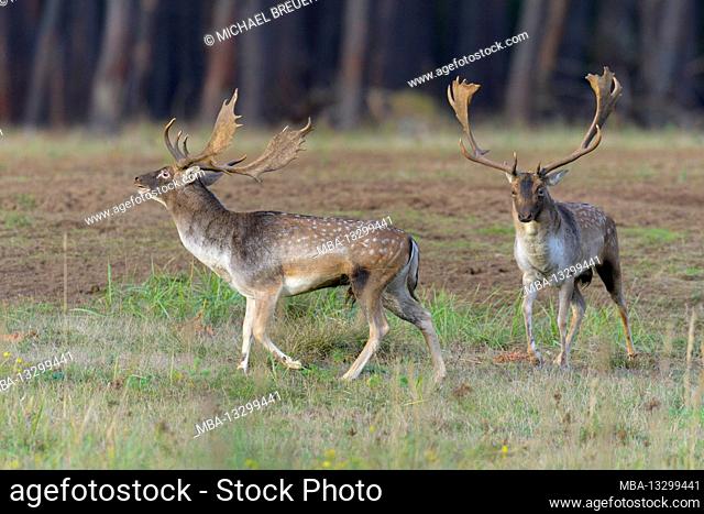Fallow deer on the rut, October, Hesse, Germany