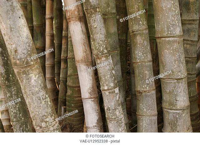 background, bamboo, botany