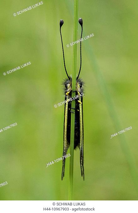 Animal, Insect, Neuroptera, Owlflies, Libelloides coccajus, Ascalaphidae, Switzerland