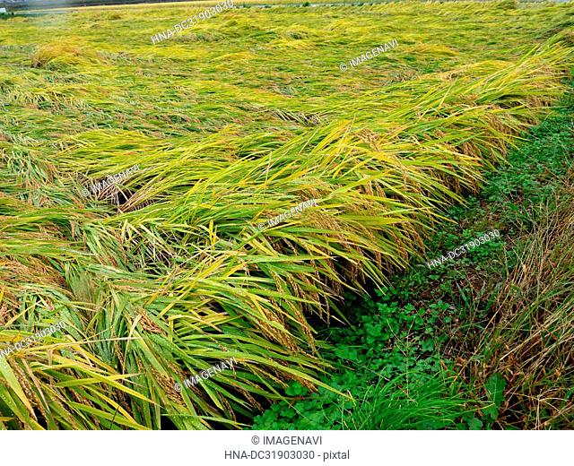 Fallen Rice Plant by Typhoon