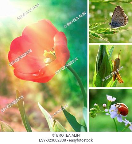 Summer flower collage