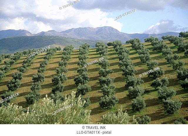 Rows of Young Trees on the Hillside  Antequera, Andalucia, Spain