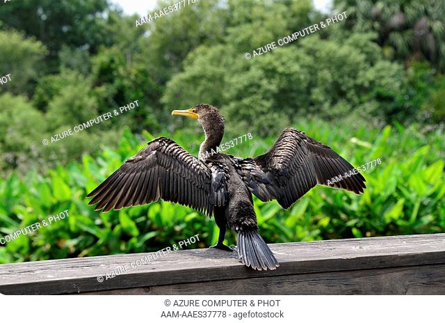 Double-crested Cormorant Phalacrocorax auritus Wakodahatchee Wetlands Florida