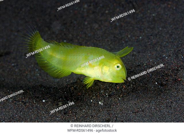 Juvenile Razorfish, Xyrichtys sp., Alam Batu, Bali, Indonesia