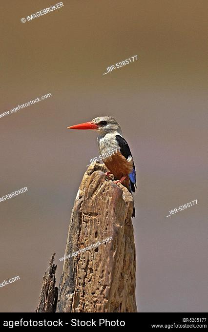Grey-headed kingfisher (halcyon leucocephala), adult on post, Lake Naivasha in Kenhya