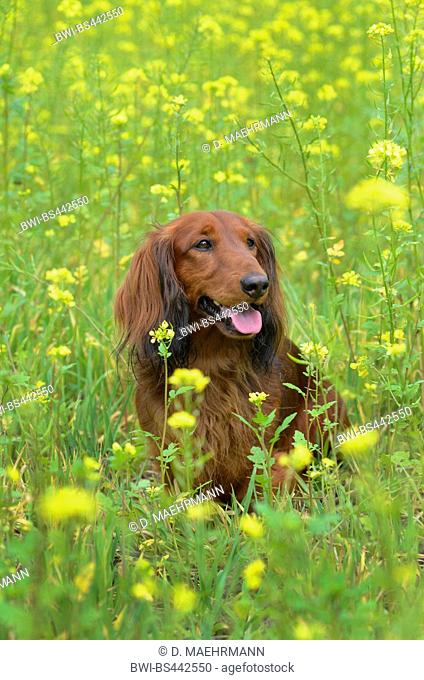 Long-haired Dachshund, Long-haired sausage dog, domestic dog (Canis lupus f. familiaris), red long-haired Dachshund sitting in a blooming mustard field