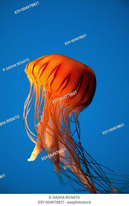 Floating Orange Jellyfish on Bright Blue Background
