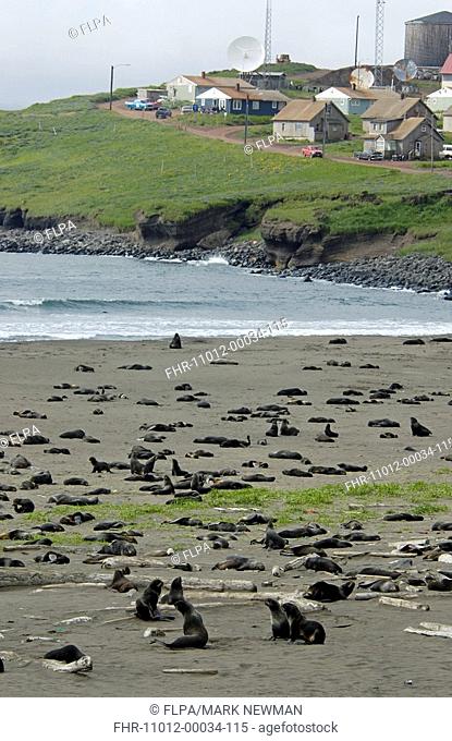 Northern Fur Seal Callorhinus ursinus Colony at coast, Saint Paul Island, Pribilof Islands, Alaska, U S A