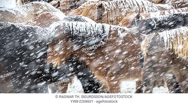 Icelandic Horses in a snowstorm, Iceland
