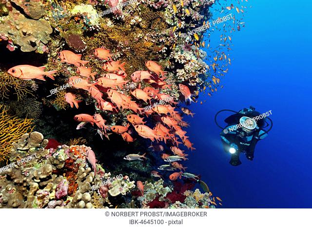 Diver observes swarm of Pinecone soldierfishes (Myripristis murdjan) on coral reef, Red Sea, Egypt
