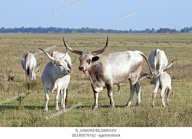 AUT, 2010: Domestic cattle, breed: Hungarian Steppe (Bos primigenius, Bos taurus), herd at at National Park Neusiedler See-Seewinkel, Austria