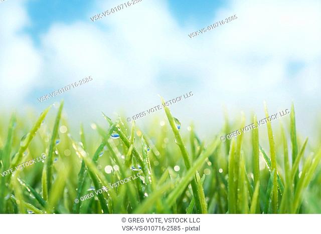 Sky and clouds over dew drops on grass blades