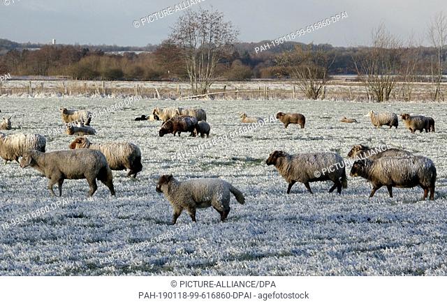 18 January 2019, Schleswig-Holstein, Aukrug-Homfeld: Sheep are standing in the snow on a meadow. Photo: Carsten Rehder/dpa