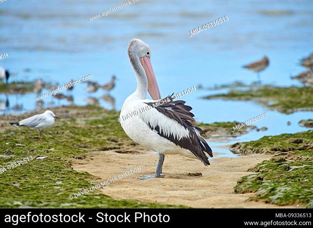 The Australian pelican, Pelecanus conspicillatus, on the beach, close-up, Queensland, Australia