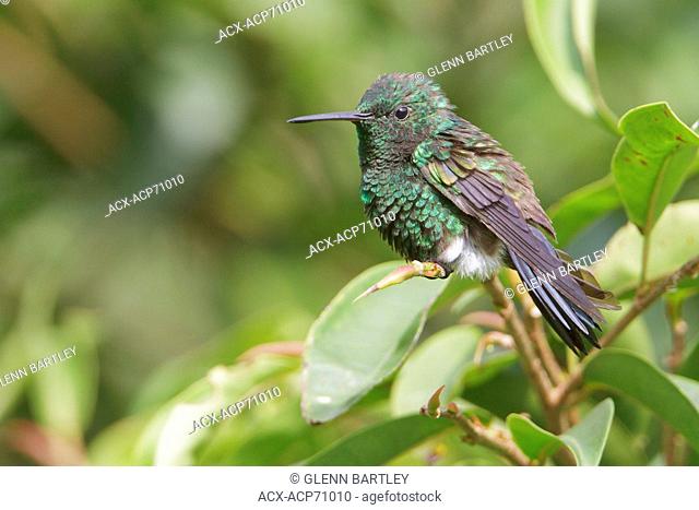 Steely-vented Hummingbird (Amazilia saucerrottei) perched on a branch in Costa Rica, Central America