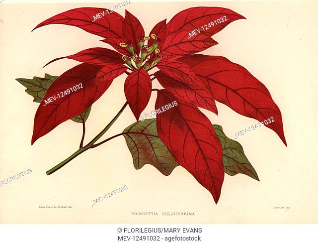 Poinsettia, Euphorbia pulcherrima (Poinsettia pulcherrima). Handcoloured lithograph by D. Blair after an illustration by Lena Lowis from her Familiar Indian...