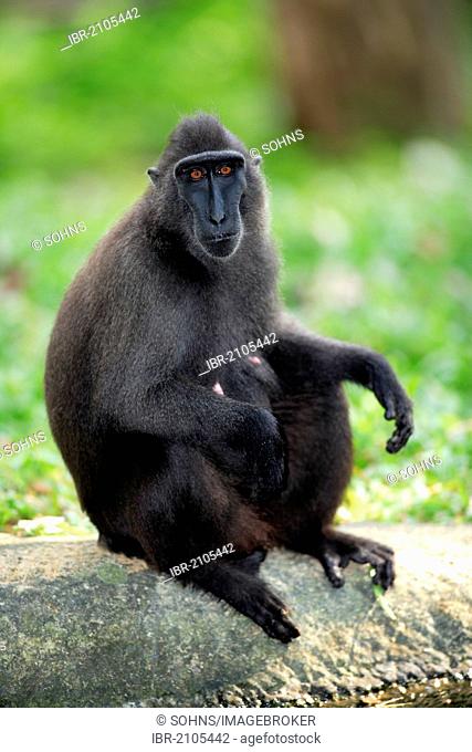 Celebes crested macaque (Macaca nigra), female, adult, captive, Singapore, Southeast Asia