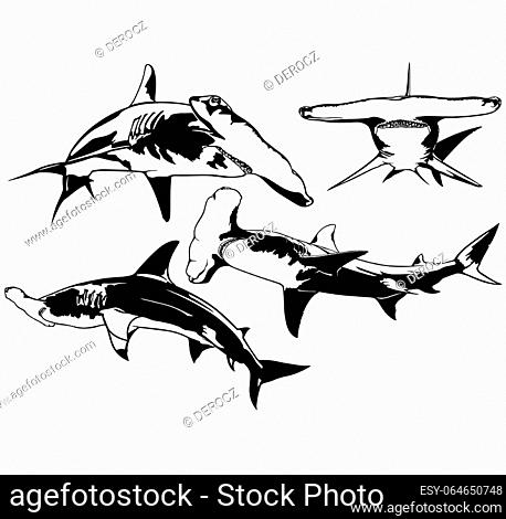 Set of Drawings with Hammerhead Shark - Black and White Illustrations in Different Positions Isolated on White Background, Vector