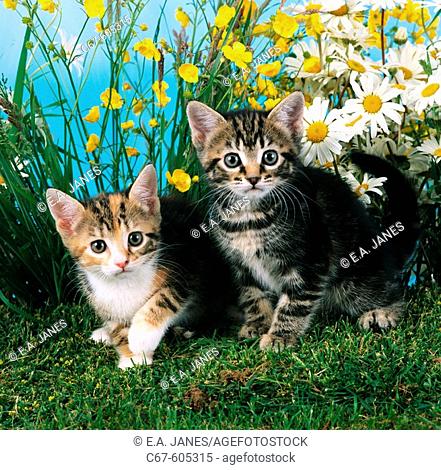 Kittens, daisies and buttercups