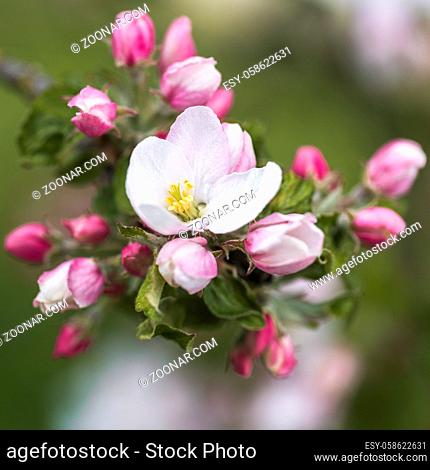 Apfelblüten, Nahaufnahme mit geringer Schärfentiefe